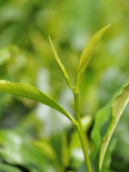 Pan-Fired Tea (1)